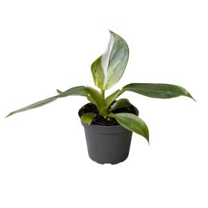 Philodendron 'White Wizard' Babyplant