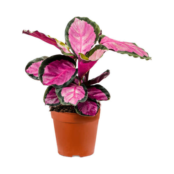 Calathea roseopicta 'Silvia'