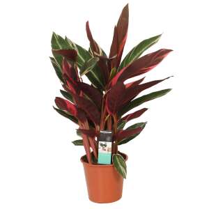 Calathea Triostar