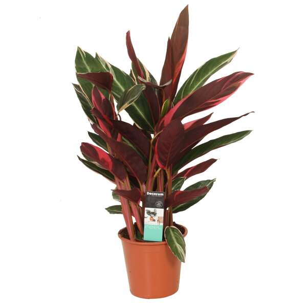Calathea Triostar