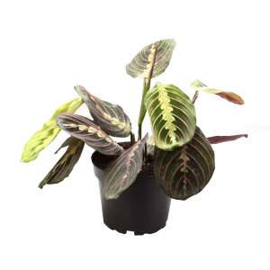 Maranta leuconeura fascinator 'Tricolor'