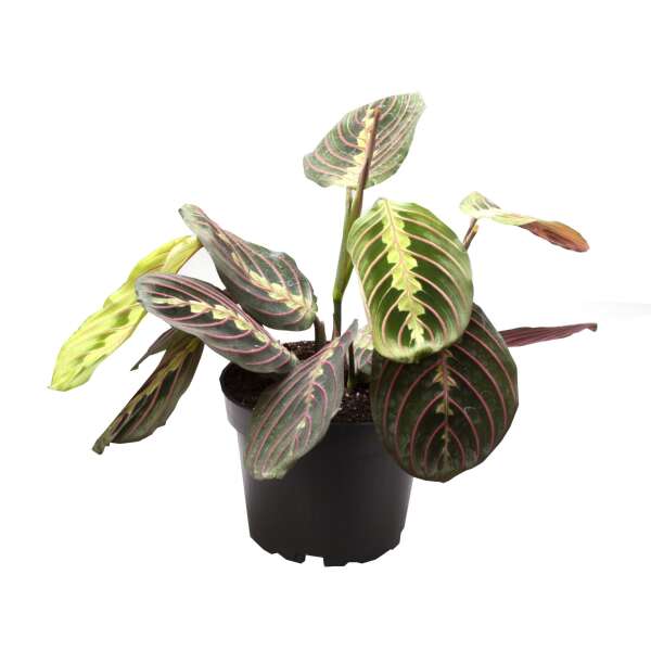 Maranta leuconeura fascinator 'Tricolor'