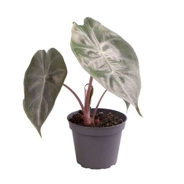 Alocasia Pink Dragon Babyplant