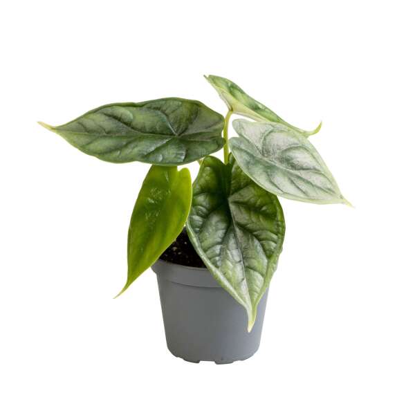 Alocasia 'Dragon Scale' Babyplant
