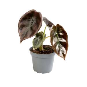 Alocasia Cuprea Red Babyplant