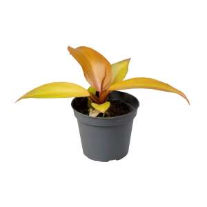 Philodendron Red Sun