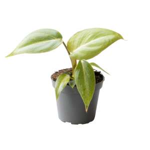 Philodendron Gloriosum Babyplant