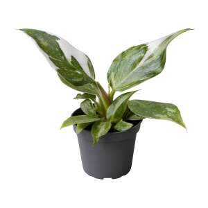 Philodendron White Princess Babyplant