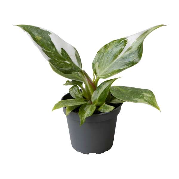 Philodendron White Princess Babyplant