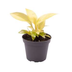 Philodendron Scandens 'Lemon Lime' Babyplant