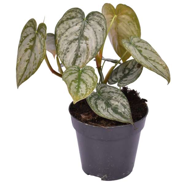 Philodendron Brandtianum