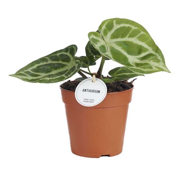Anthurium crystallinum 'Silver Blush'