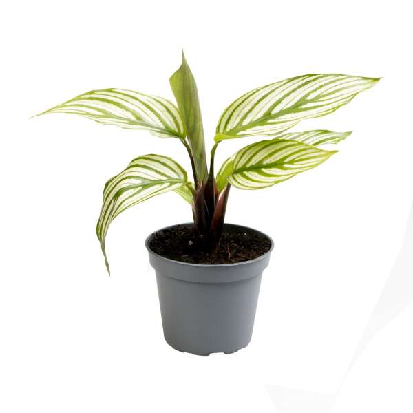 Calathea Vittata Babyplant