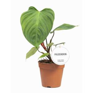 Philodendron nangaritense ‚Fuzzy Petiole'