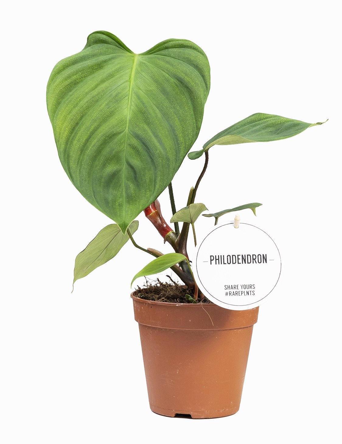 Philodendron nangaritense ‚Fuzzy Petiole'