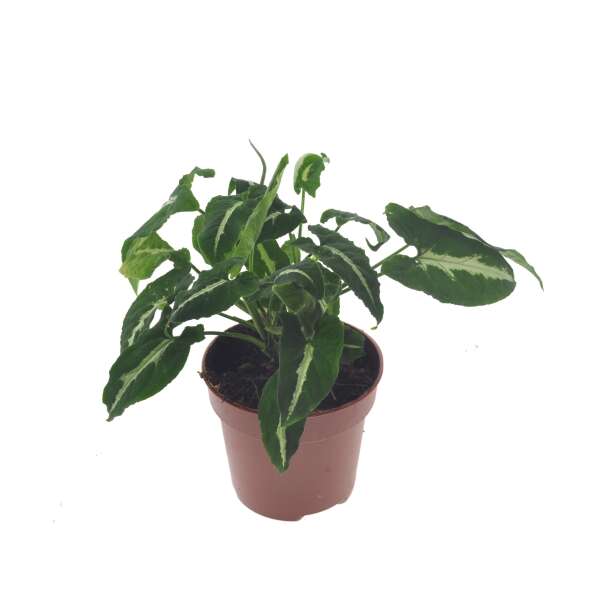 Syngonium Wendlandii