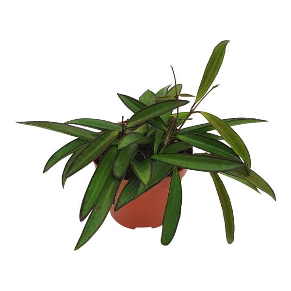 Hoya wayetii