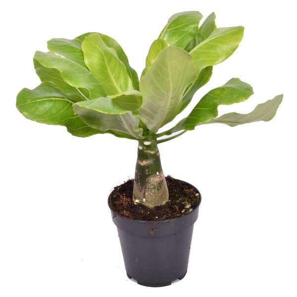 Brighamia Insignis (Hawaii Palm)