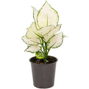 Aglaonema 'White Joy'