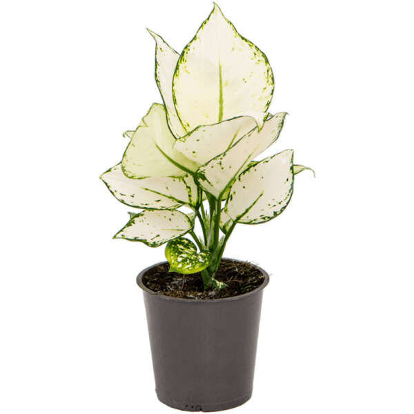 Aglaonema 'White Joy'