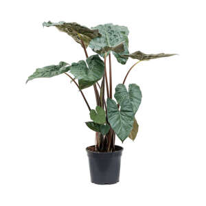 Alocasia Sarawakensis 'Yucatan princess'