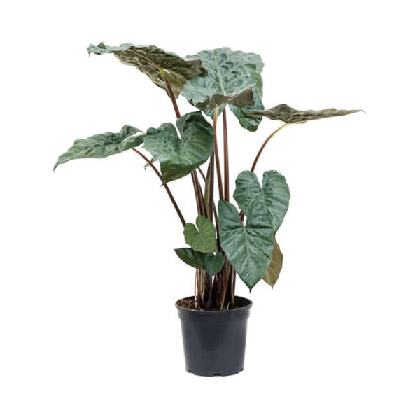 Alocasia Sarawakensis 'Yucatan princess'