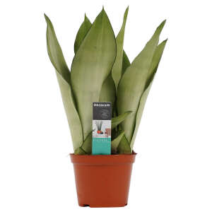 Sansevieria Moonshine