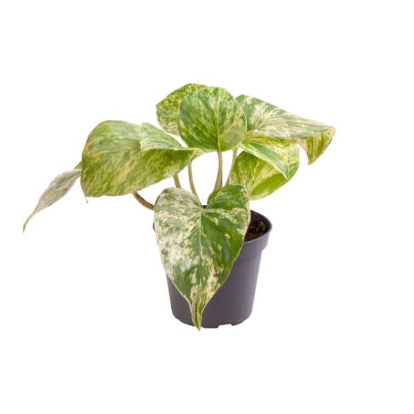 Epipremnum pinnatum 'Marble Queen' Babyplant