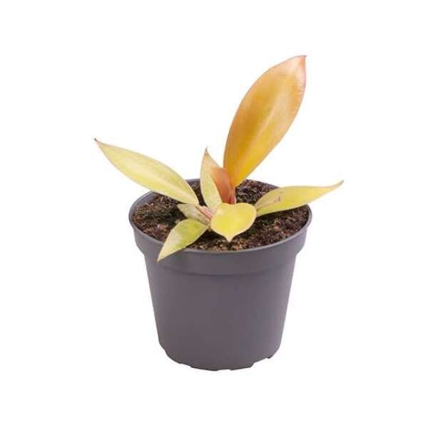 Philodendron Prince of Orange Babyplant