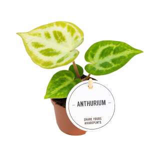 Anthurium Silver Blush Babyplant