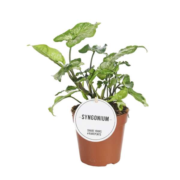 Syngonium Three Kings
