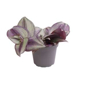 Tradescantia 'Zebra' Babyplant