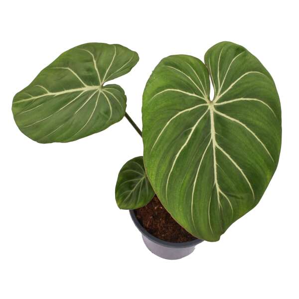 Philodendron Gloriosum 'Zebra'