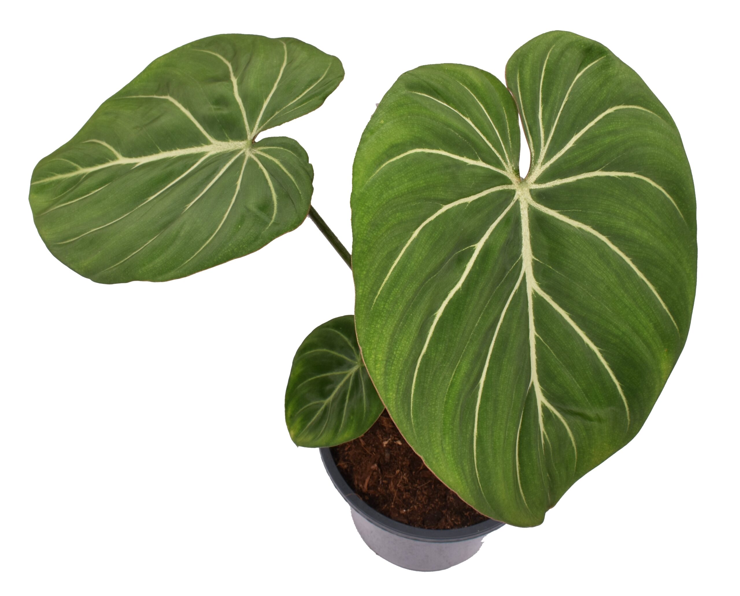 Philodendron Gloriosum 'Zebra'