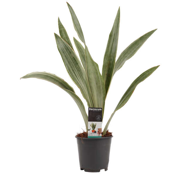Sansevieria Aubrytniana 'Metallica'