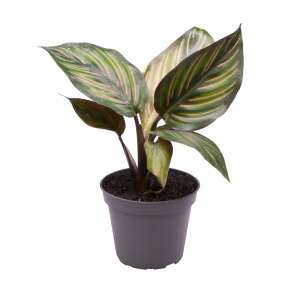 Calathea Mieli Babyplant