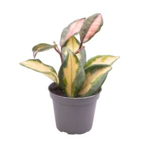 Hoya Carnosa Tricolor Babyplant