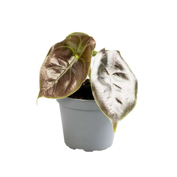 Alocasia Azlanii Babyplant