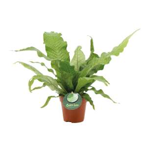 Crocodile Fern (Microsorum musifolium 'Crocodyllus')