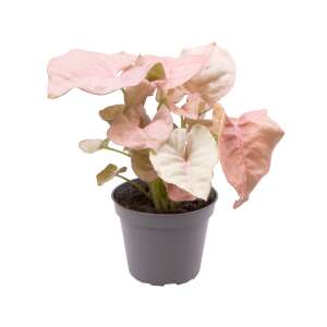 Syngonium Neon Babyplant