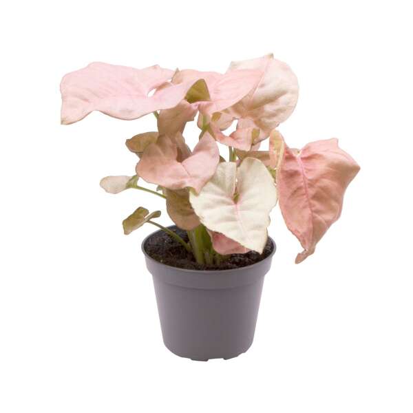 Syngonium Neon Babyplant