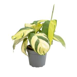 Ctenanthe 'Golden Mosaic' Babyplant