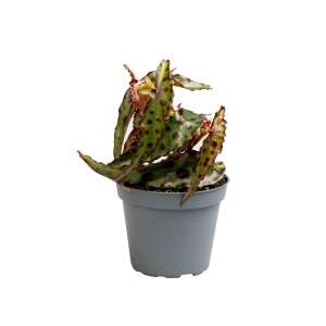 Begonia Amphioxus Babyplant