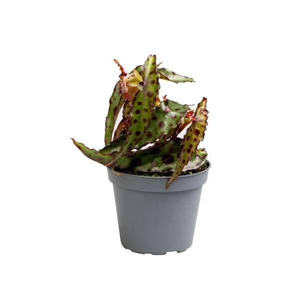 Begonia Amphioxus Babyplant