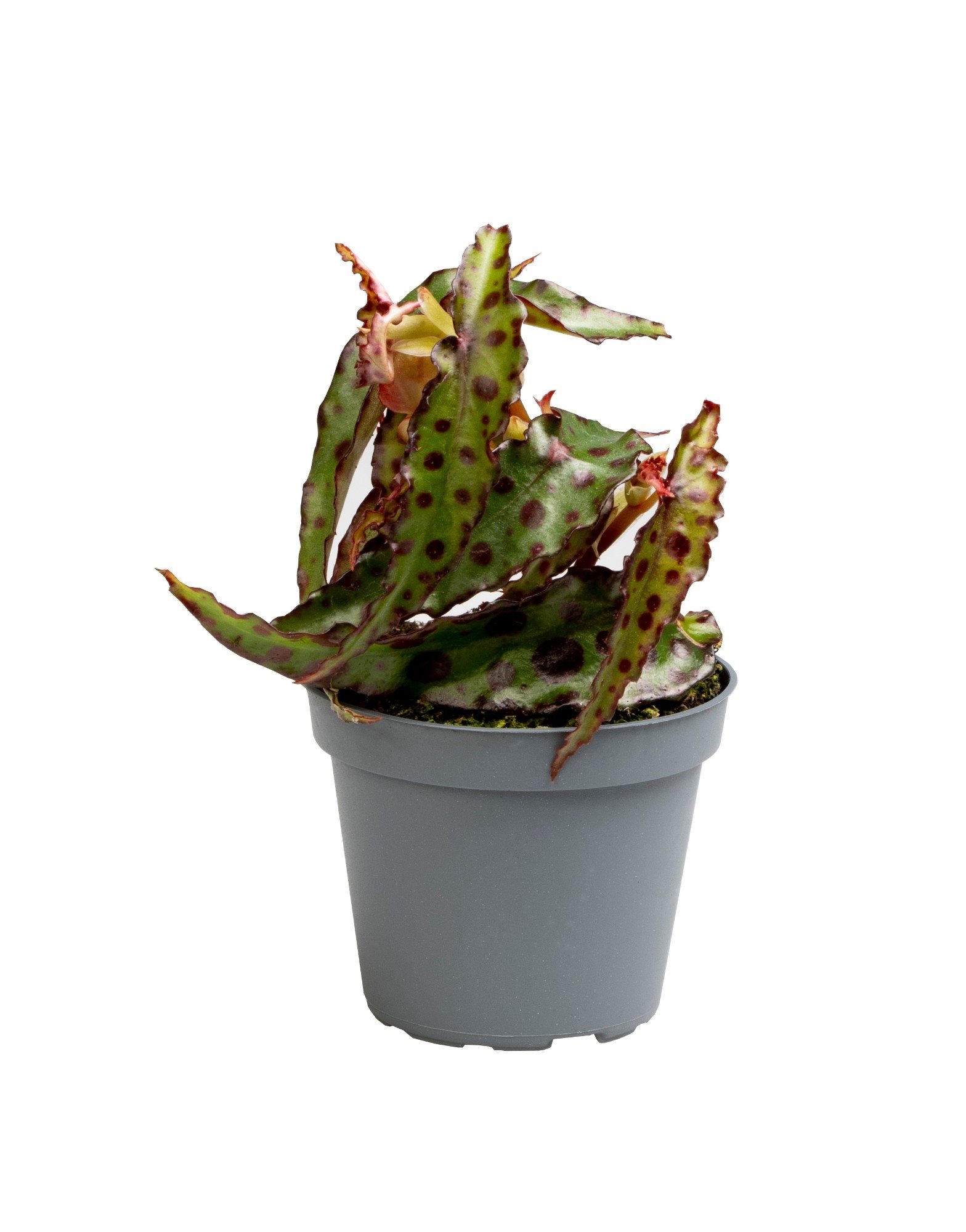 Begonia Amphioxus Babyplant
