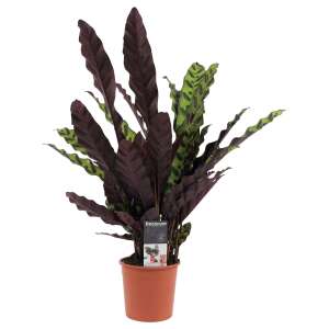 Calathea Lancifolia