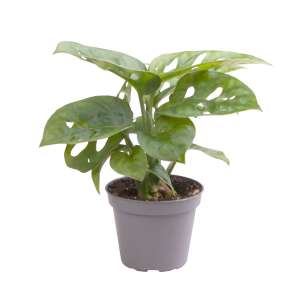 Monstera Adansonii Babyplant