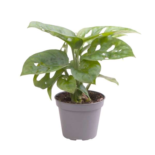 Monstera Adansonii Babyplant