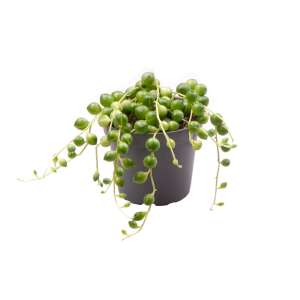 Senecio Herreianus Babyplant