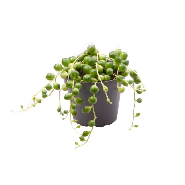 Senecio Herreianus Babyplant